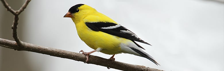 Chardonneret jaune