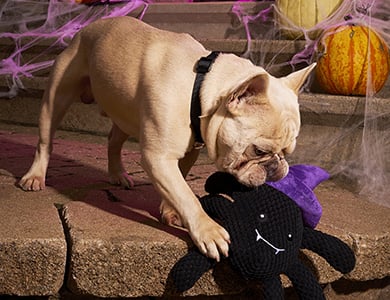 Chien en train de jouer avec un jouet d'Halloween