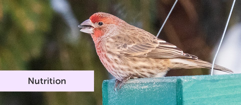 Remplir vos mangeoires : quelles graines donner aux oiseaux?