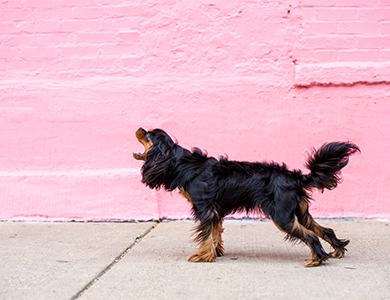 Pourquoi mon chien aboie-t-il envers tout ce qui bouge lors des promenades  ? – Cours & Dressage pour chien, comportement canin à Montréal et Québec !