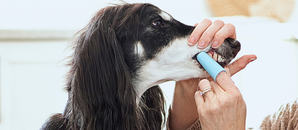 Comment brosser les dents de son chien &agrave; la maison
