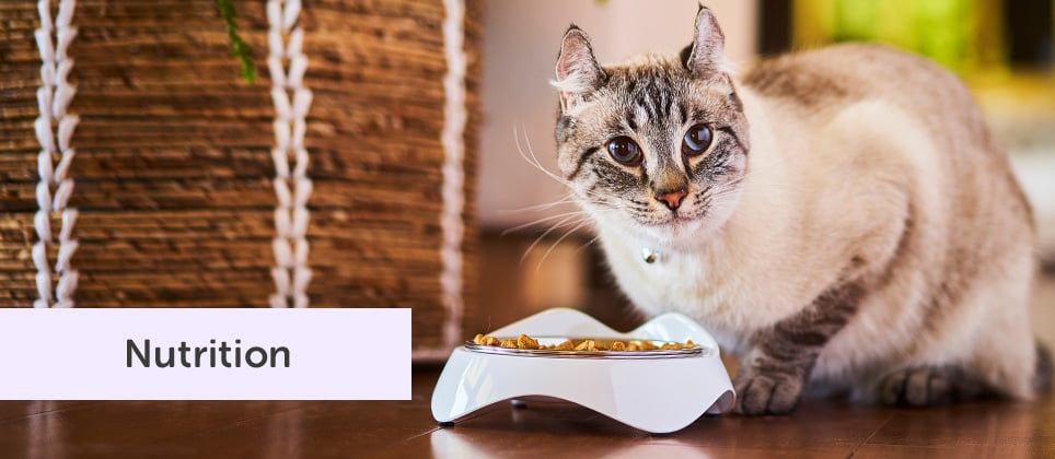 What food and how to choose your cat's diet?