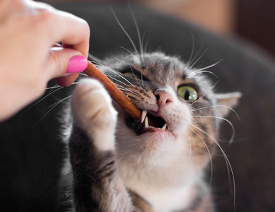 Magasinez les gâteries dentaires pour chats