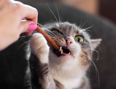 Buy dental treats for cats