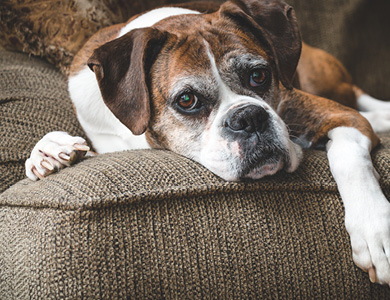 old boxer dog lying on a couch