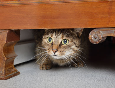 tabby cat hiding under a piece of furniture