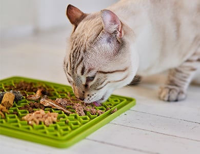 Chat qui mange sur un tapis de léchage
