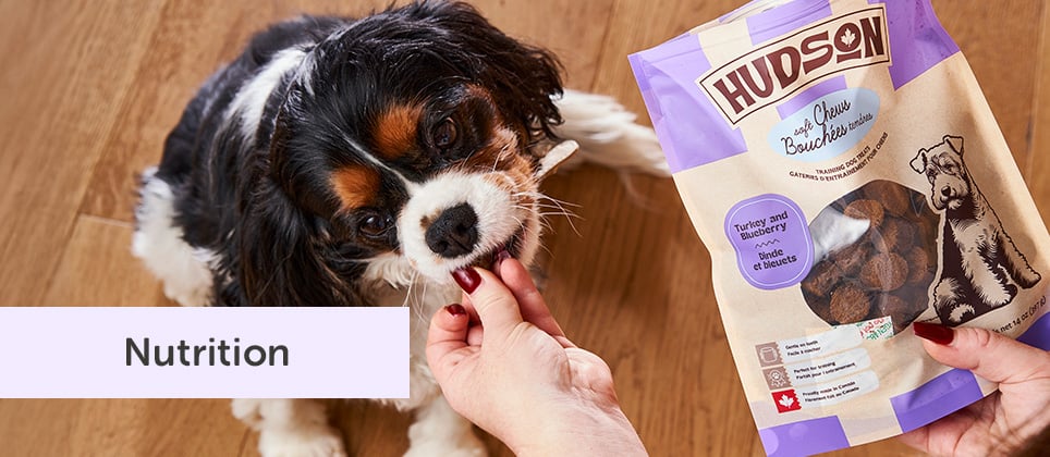 Top 10 des meilleures g&acirc;teries d'entra&icirc;nement pour chiens