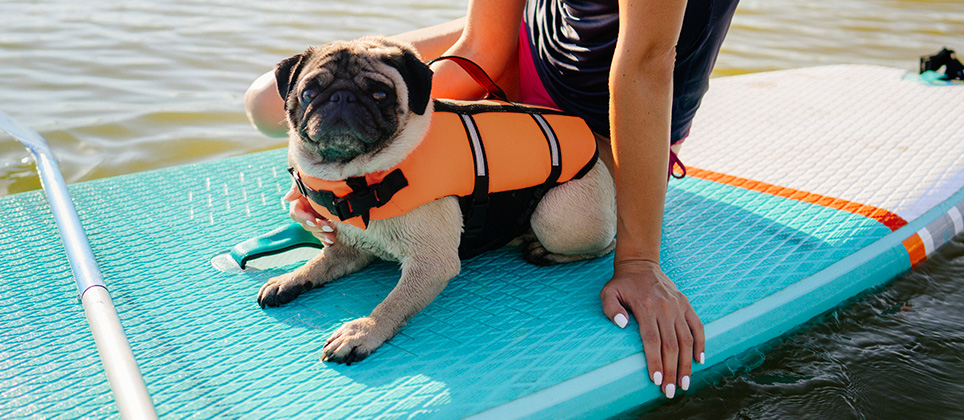 5 key elements for introducing your dog to nautical sports