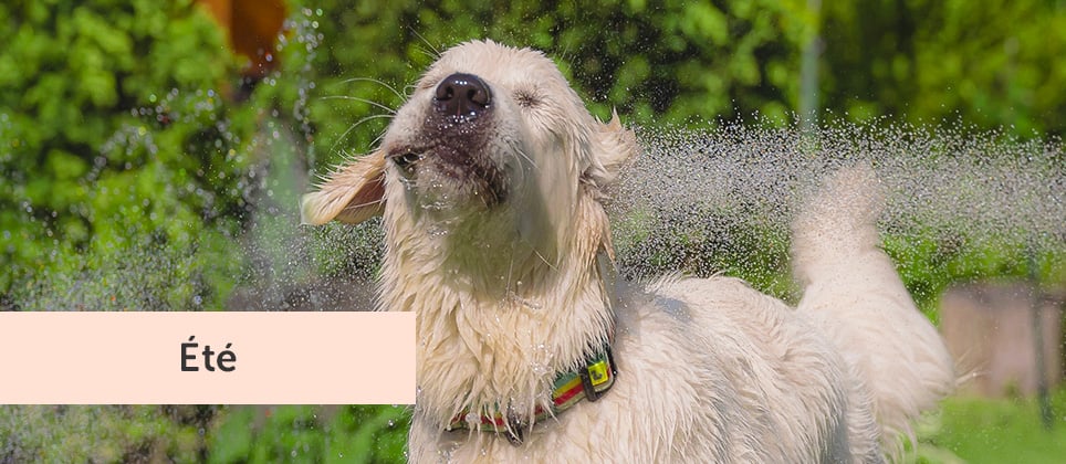 Canicule : protégez votre animal des coups de chaleur