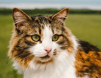 Un chat à l'extérieur