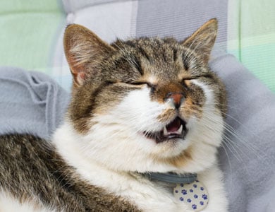 tabby cat with nostrils blocked by secretions