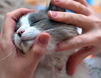 mains qui tiennent la tête d'un chat gris pour montrer une dermatite