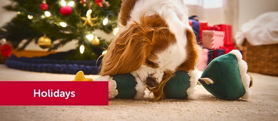 The best gift ideas for dogs