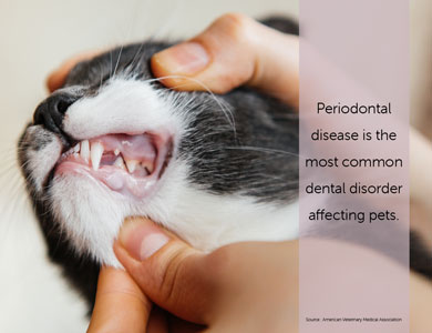 Periodontal disease is the most common dental disorder affecting pets.