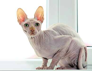 sphynx