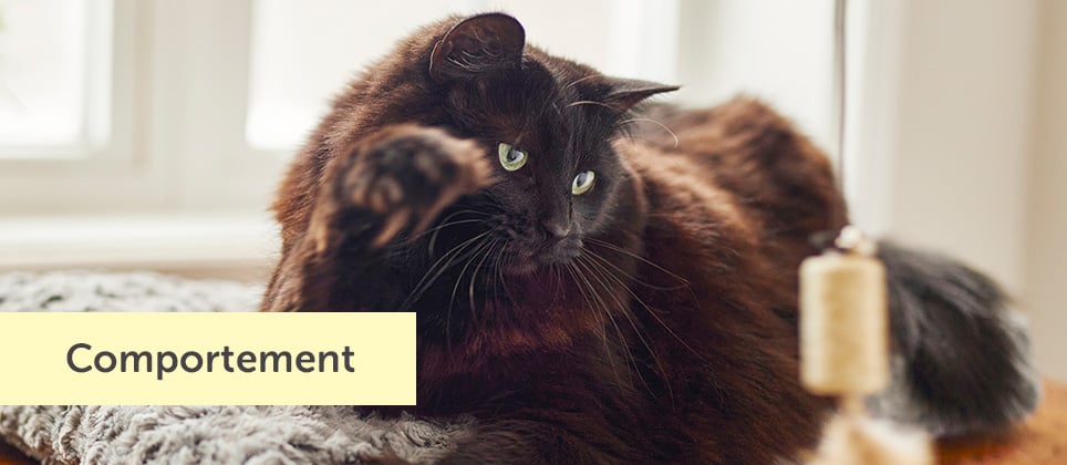 Comprendre son chat : 5 comportements souvent mal interpr&eacute;t&eacute;s