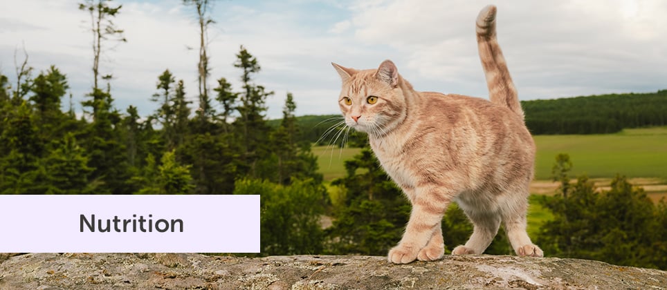 Nourrissez leur prochaine aventure avec Nordika pour chats