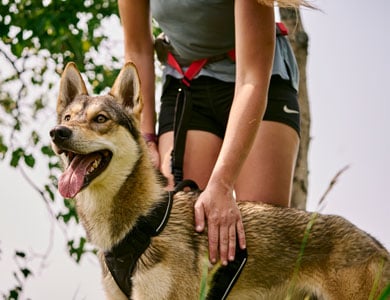 dog on a leash