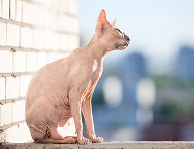 Like most oriental cats, Peterbalds are athletic, active, curious and playful