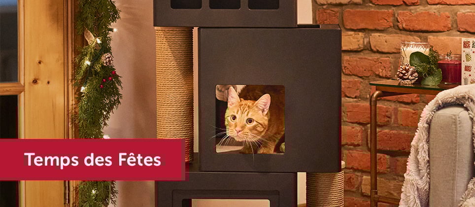 Top 5 des meilleurs arbres à chat