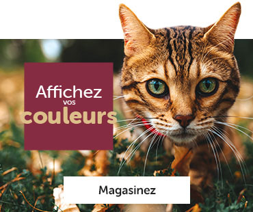 Affichez vos couleurs et magasinez les tendances d'automne.