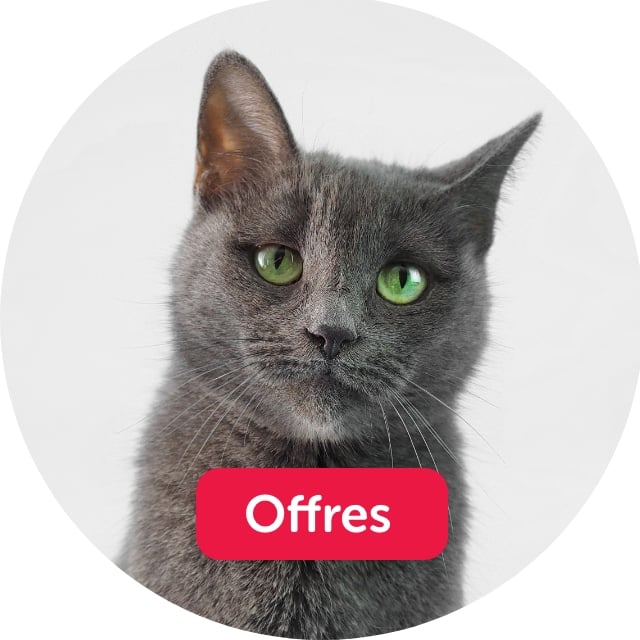 Offre pour chats