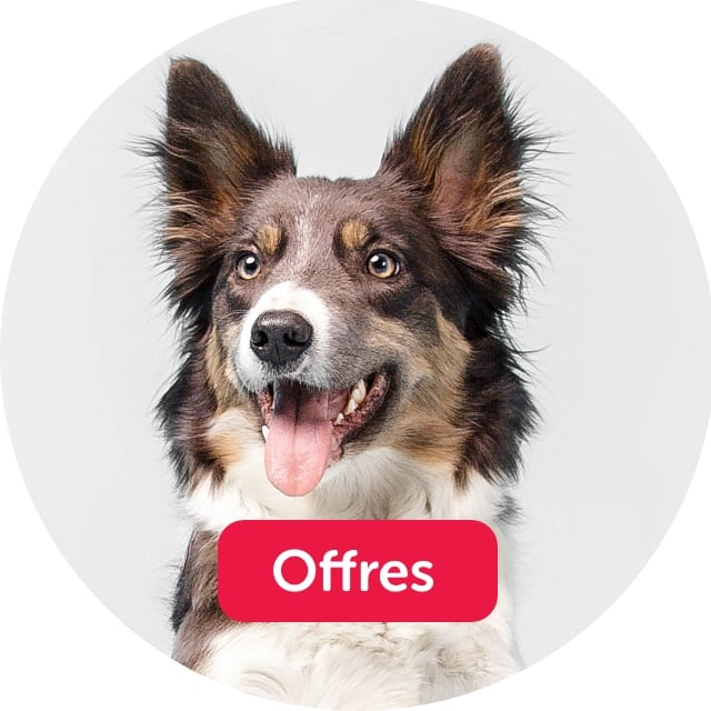 Offre pour chiens