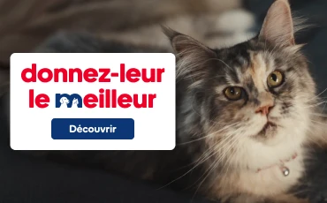 Bannière offrez leur le meilleur, avec un chat gris.