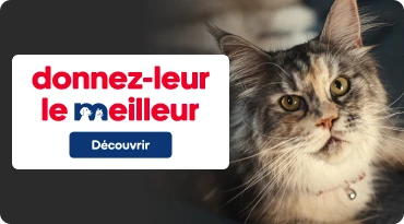 Bannière offrez leur le meilleur, avec un chat gris.
