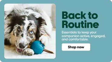 Merle-coated dog with black, white, and tan fur lying on a light-colored floor, chewing a blue toy. On the right, text reads: “Back to routine. Essentials to keep your companion occupied, stimulated, and comforted.”