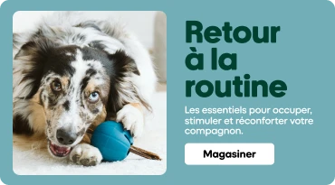 Chien au pelage marbré noir, blanc et beige couché sur un plancher clair, mordillant un jouet bleu. À droite, le texte indique : « Retour à la routine. Les essentiels pour occuper, stimuler et réconforter votre compagnon. »