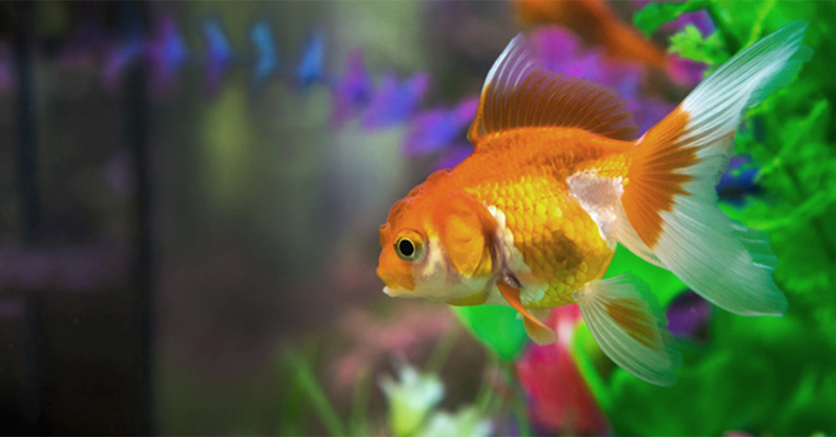 6 conseils pour avoir un aquarium d'eau douce où il fait bon vivre.