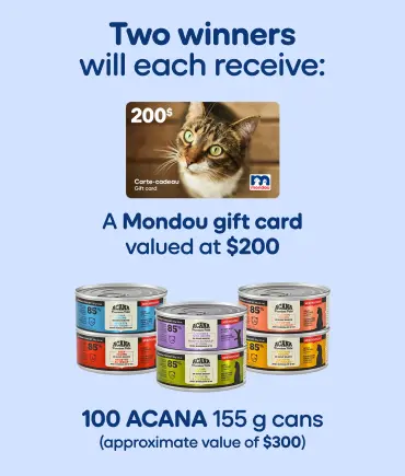 International Cat Day Contest banner
