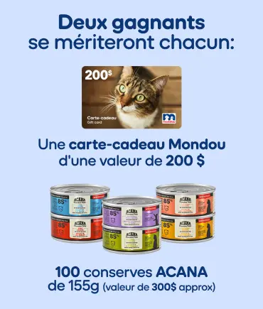 Bannière du Concours Journée internationale du chat