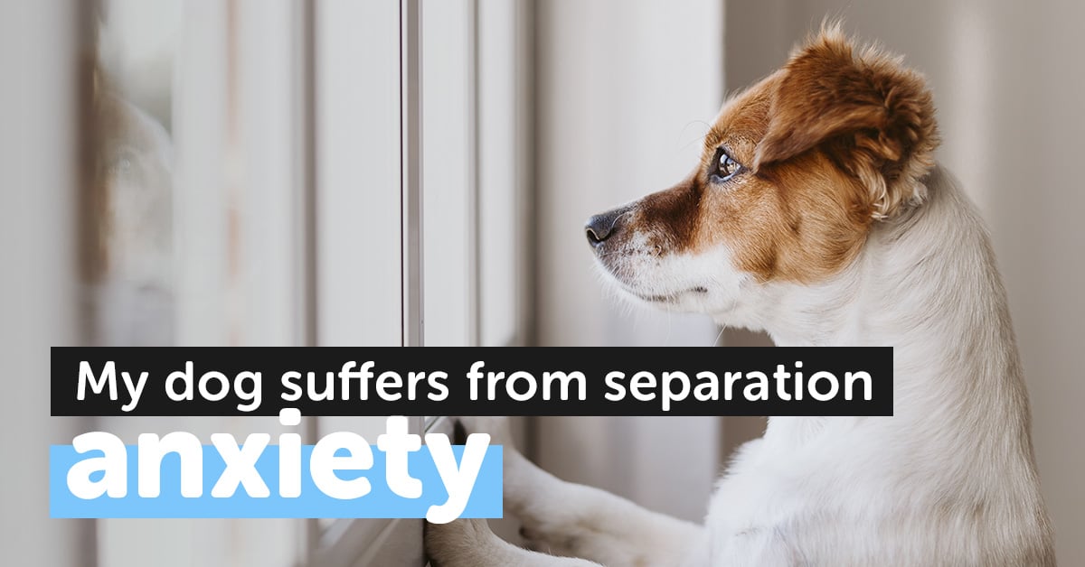 Can dogs be treated for separation anxiety?