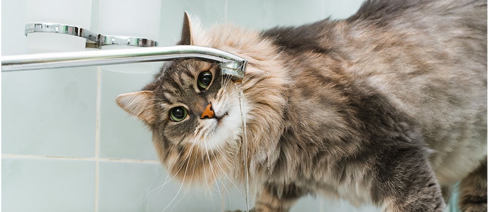 Les chats et l'eau : 5 comportements intrigants démystifiés