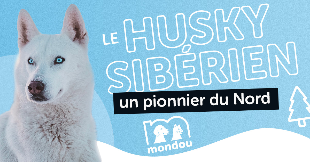 How Often Can I Bathe My Husky