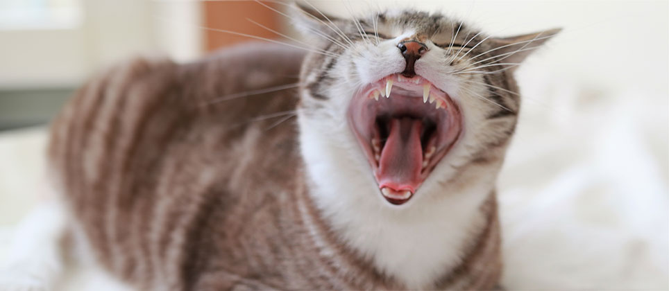 Tout ce que vous devez savoir sur les dents de votre chat
