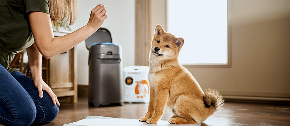 Comment apprendre la propreté à un chiot?