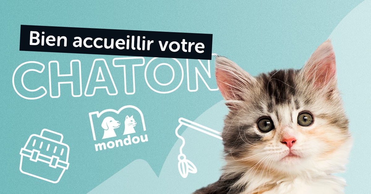Nouveau Chaton À La Maison | Ventana Blog