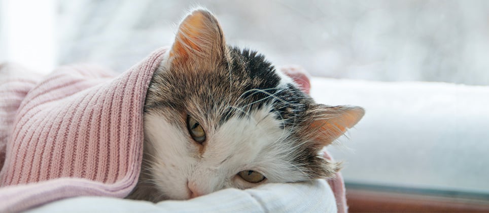 Mon chat a le rhume! Que faire?