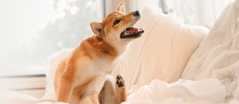 What you should know about ﬂeas and ﬂea control