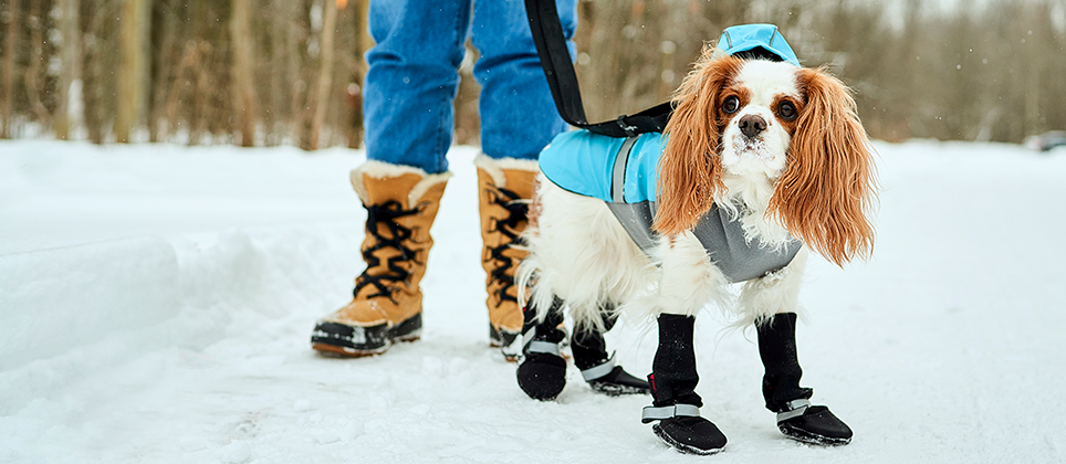 Pourquoi mettre des bottes et un manteau à un chien l'hiver?