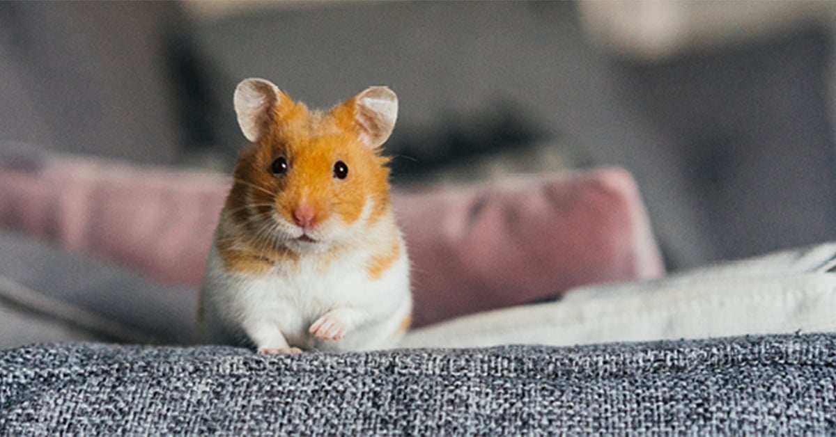 Should You Let Your Dog Roam The House