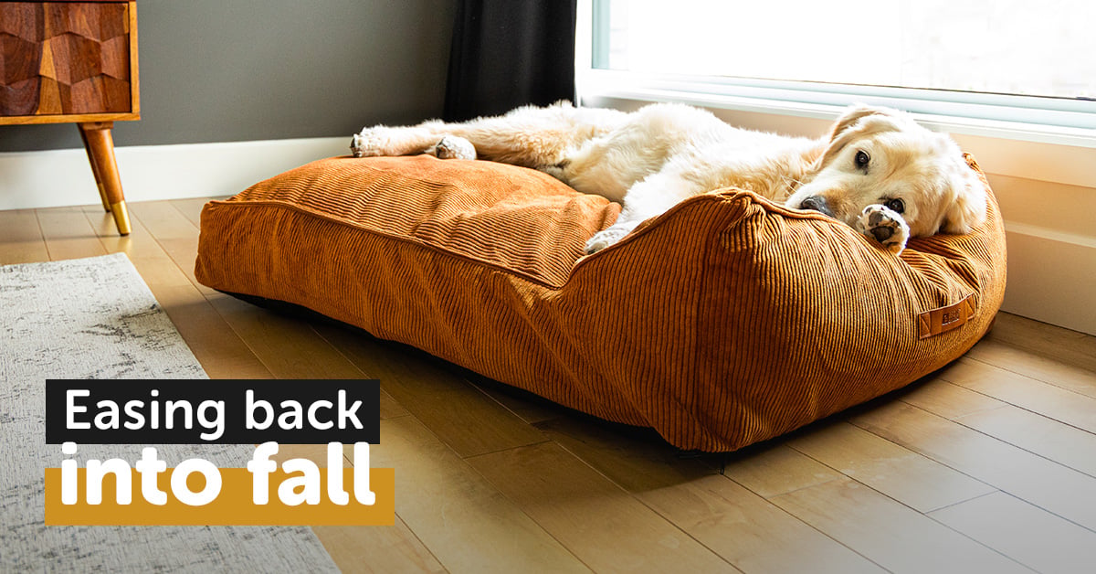 Photo inspiration: Fresh Look at How Can You Help Your Dog Acclimate To A New