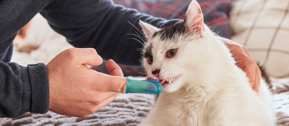 Comment brosser les dents de son chat à la maison