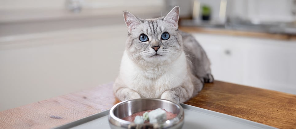 Nourriture alternative pour chats : explorez de nouvelles options