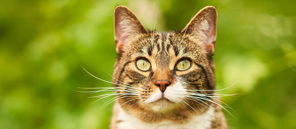 Comment rendre la vie de ton chat plus écoresponsable