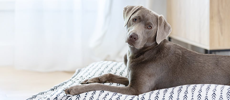 5 astuces pour un ménage de printemps facile et efficace des essentiels de votre chat ou chien
